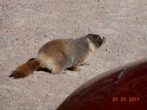 Yellow Bellied marmot Old Fall River Road Rocky Mountain National Park
