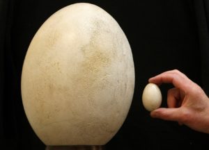 Elephant Bird egg next to chicken egg for perspective